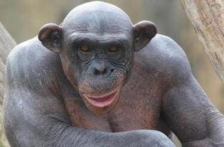 猩猩成人美颜视频,揭秘自然界的“网红”魅力