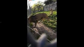 色狮子成人免费视频,一场视觉与禁忌的冒险之旅